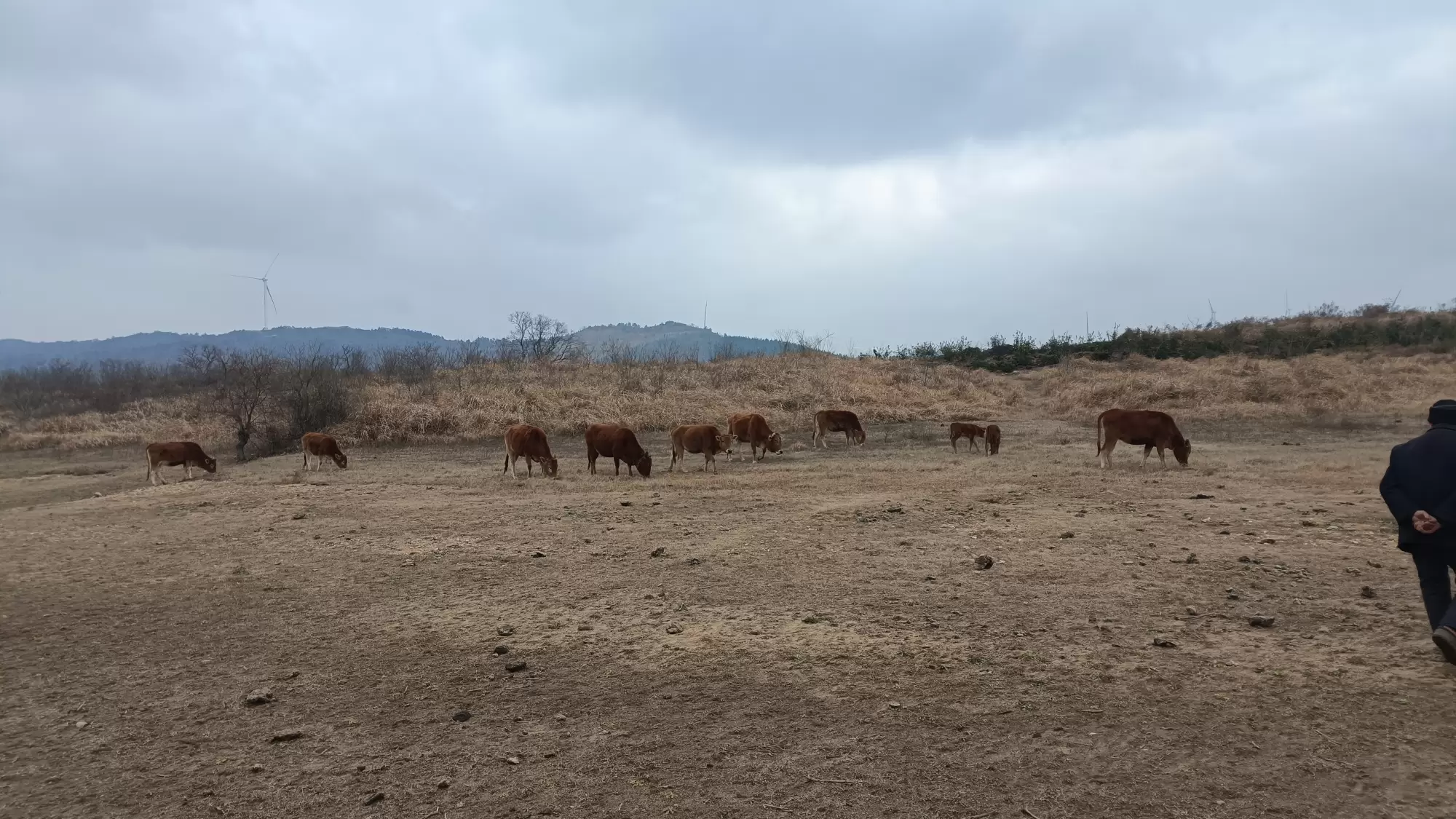 最近放寒假回乡下了。