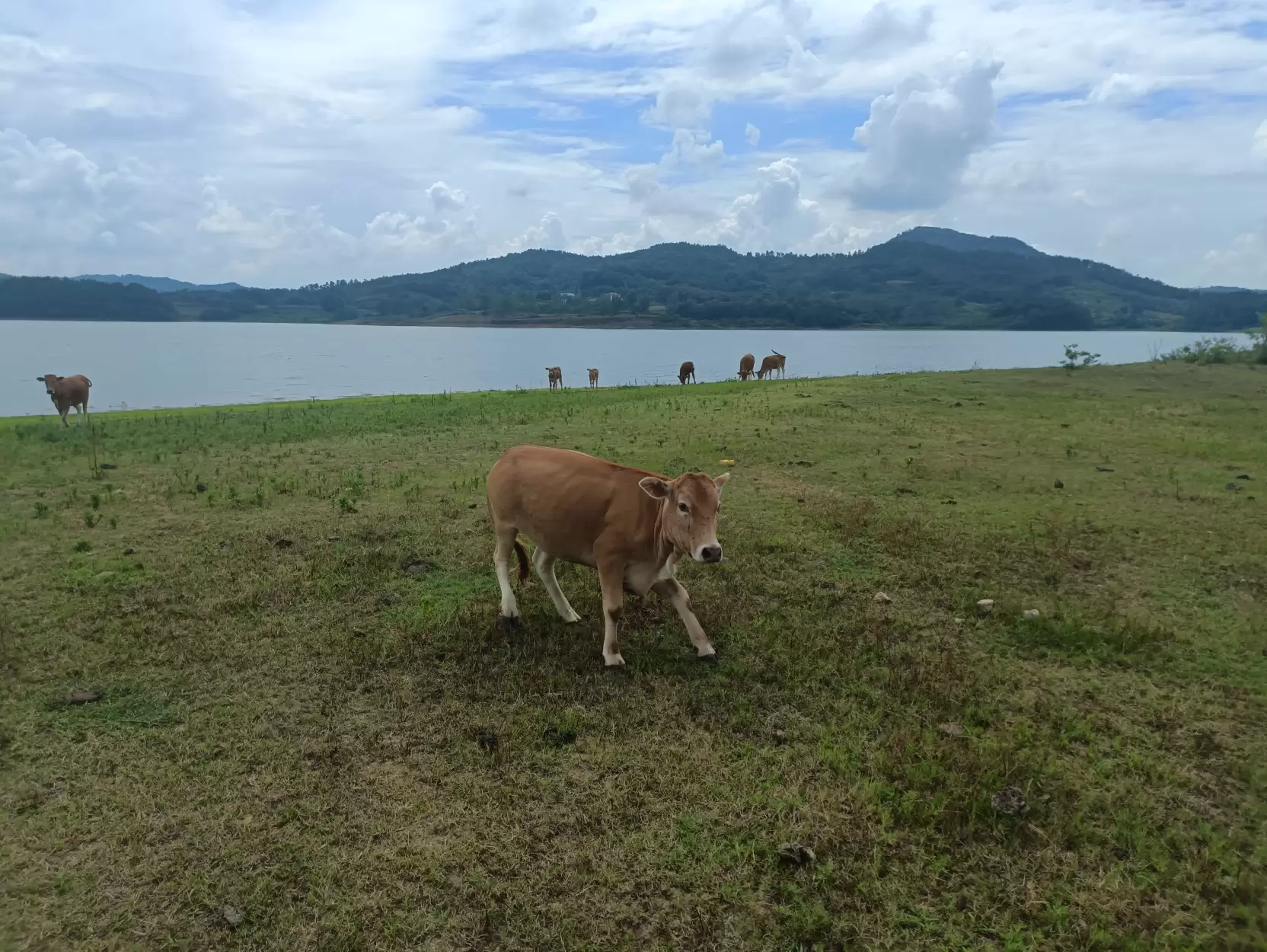 乡村山水与我家的牛