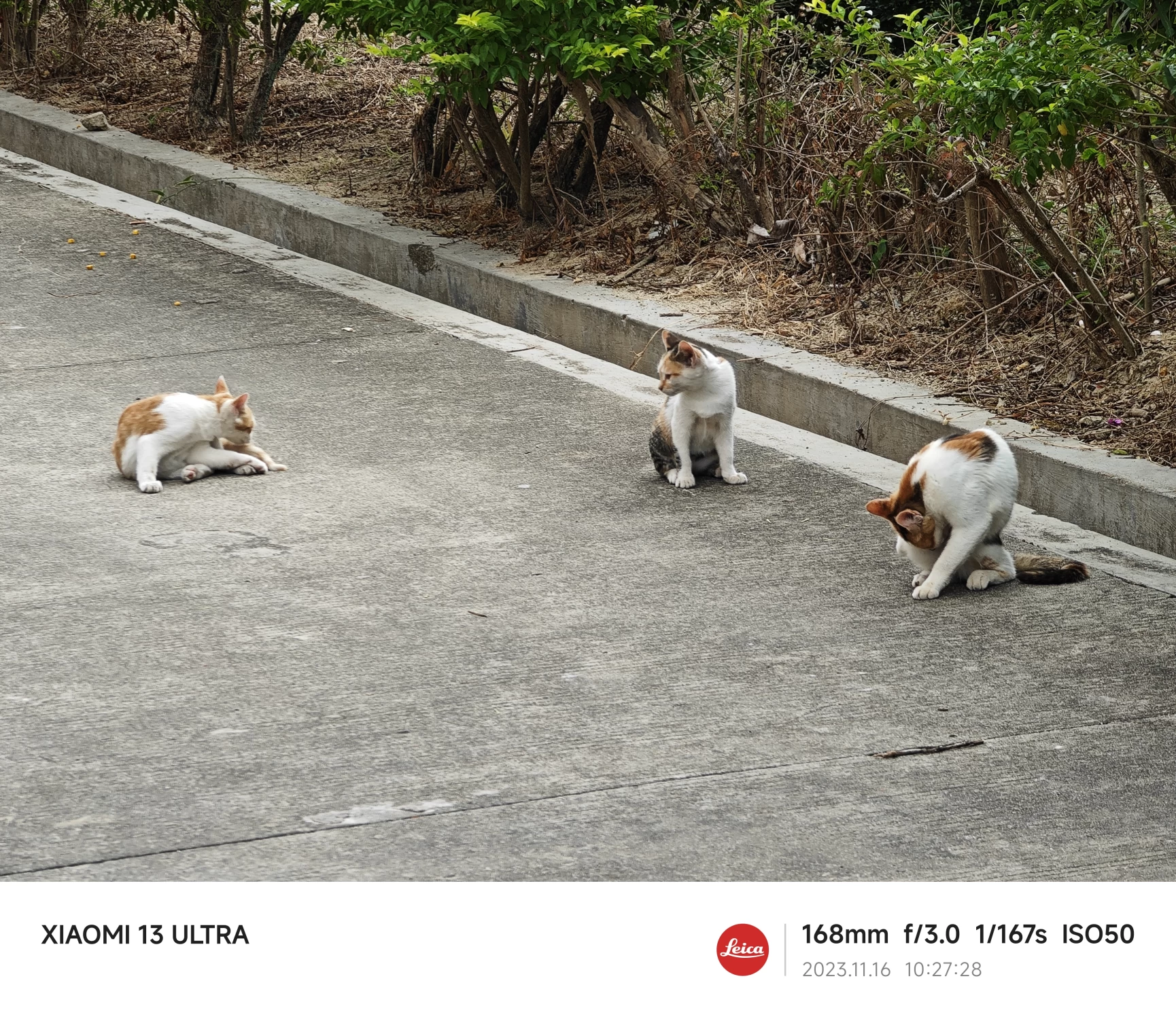 宿舍楼下的小猫