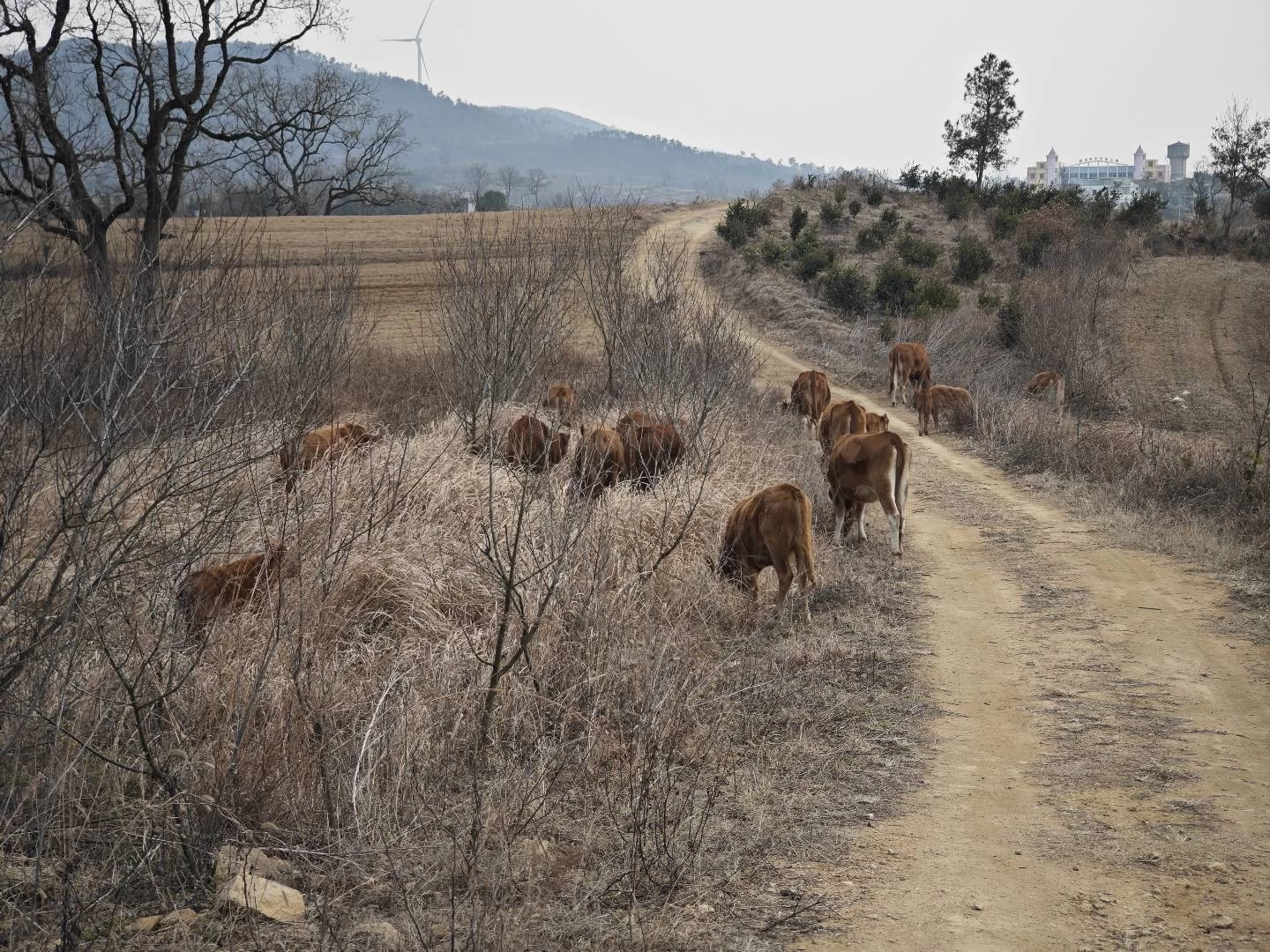 二零二三：一个没啥年味的年