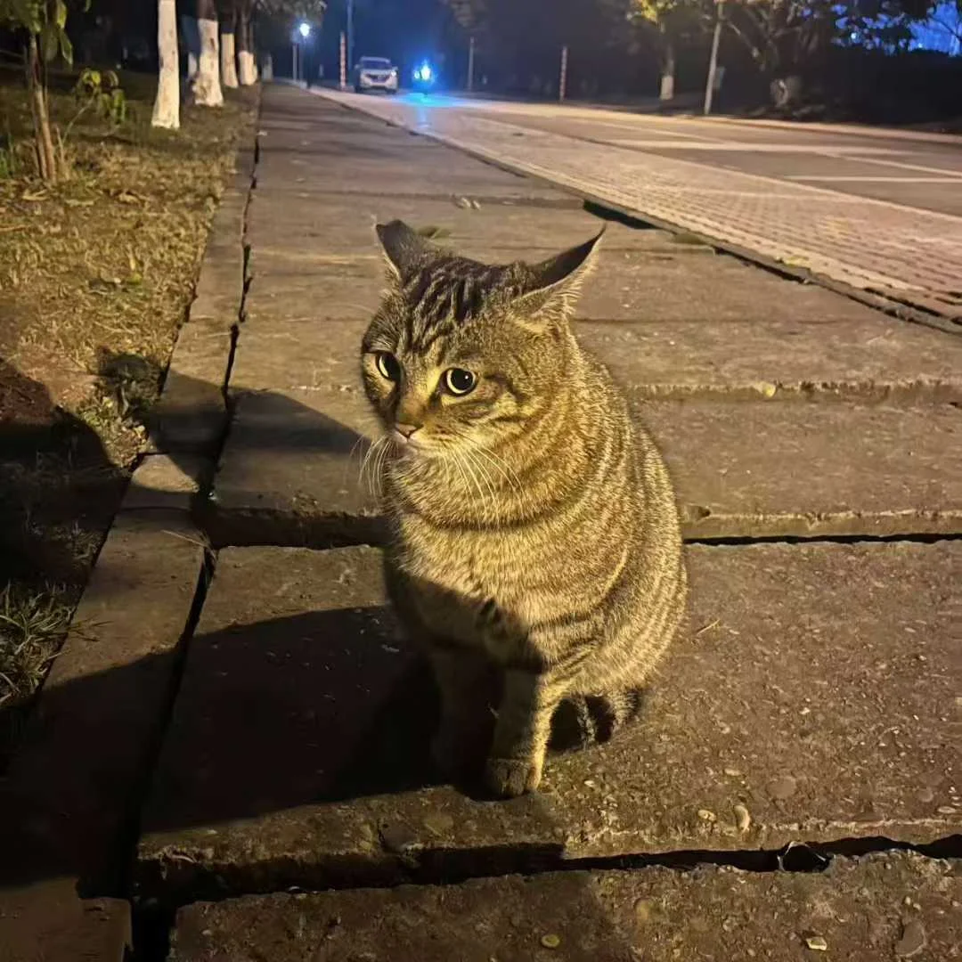 股市人生：变成平静的咪，这一课要流很多眼泪